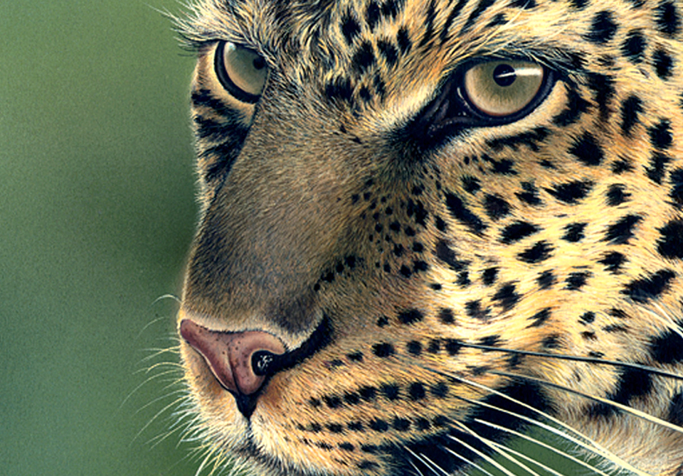 wildlife-painting-leopard-portrait