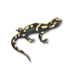 Salamander amphibian illustration